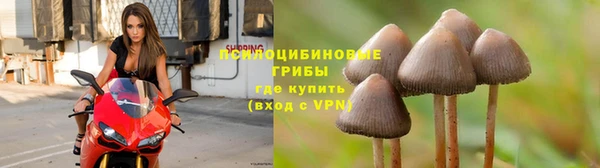 прущие грибы Михайловка